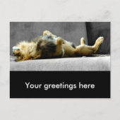 Sleepy Lion Postcard Postkarte (Vorderseite)