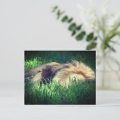 Sleepy Lion Postkarte (Stehend Vorderseite)