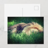 Sleepy Lion Postkarte (Vorne/Hinten)