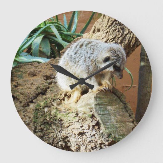 Sleepy Meerkat auf einem Log, Große Wanduhr (Vorderseite)