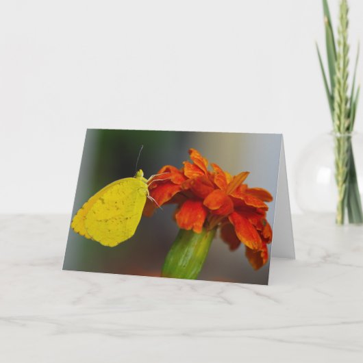 Sleepy Orange Karte (Vorderseite)