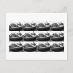 Sleepy Orange Tabby Cat/Black/White Foto Postkarte