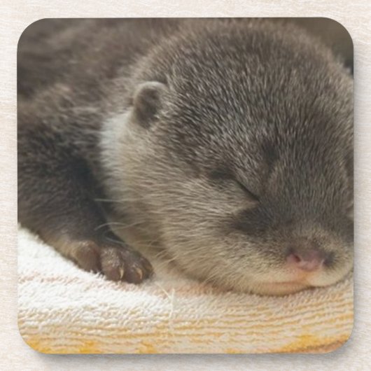 Sleepy Otter Getränkeuntersetzer (Vorderseite)