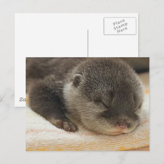 Sleepy Otter Postkarte (Vorne/Hinten)