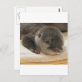 Sleepy Otter Postkarte (Vorne/Hinten)