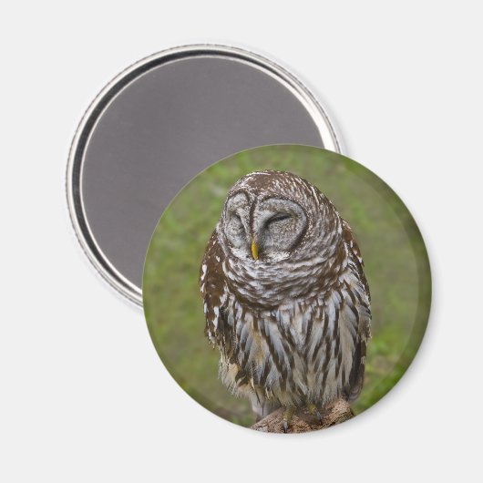 Sleepy Owl Magnet (Vorderseite/Rückseite)