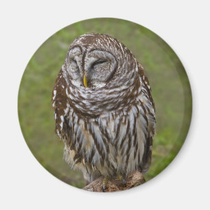 Sleepy Owl Magnet