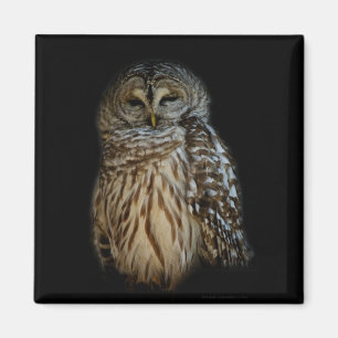 Sleepy Owl Magnet