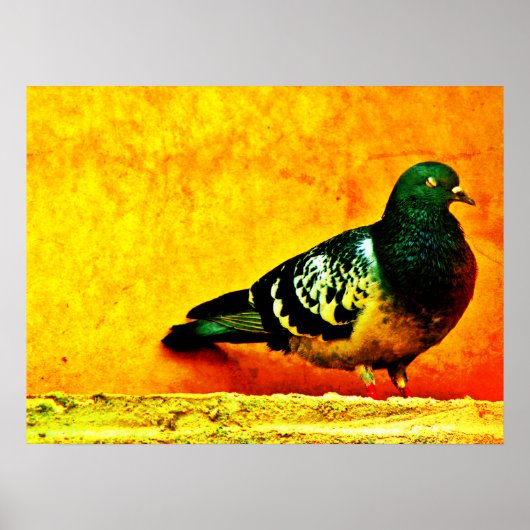 Sleepy Pigeon Poster (Vorne)