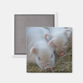 Sleepy Piglets Magnet (Vorderseite/Rückseite)