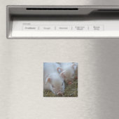 Sleepy Piglets Magnet (In Situ (Geschirrspüler))