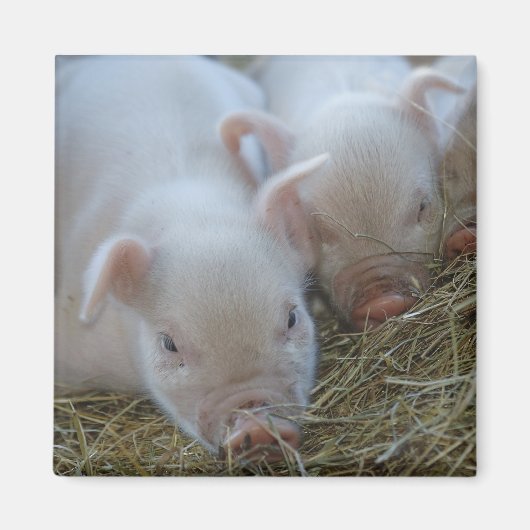Sleepy Piglets Magnet (Vorne)