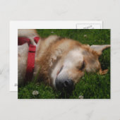 Sleepy Puppy Beauty Postcard Postkarte (Vorne/Hinten)