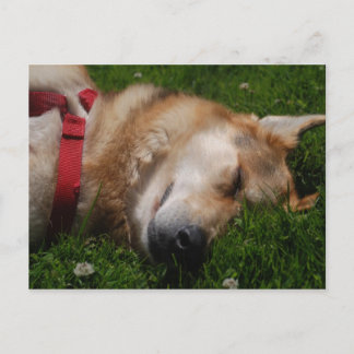 Sleepy Puppy Beauty Postcard Postkarte