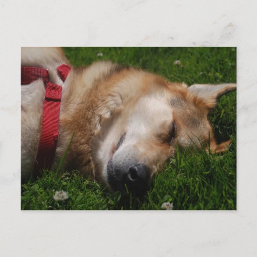 Sleepy Puppy Beauty Postcard Postkarte (Vorderseite)