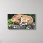 Sleepy Red Fox Leinwanddruck (Vorderseite)