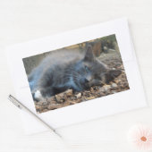 Sleepy Shady Cat Stickers (Umschlag)