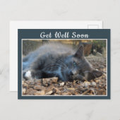 Sleepy Shady Cat wird bald gut Postkarte (Vorne/Hinten)