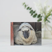 Sleepy Sheep Postkarte (Stehend Vorderseite)