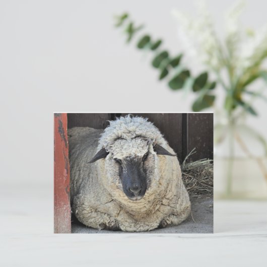 Sleepy Sheep Postkarte (Stehend Vorderseite)