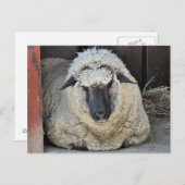 Sleepy Sheep Postkarte (Vorne/Hinten)