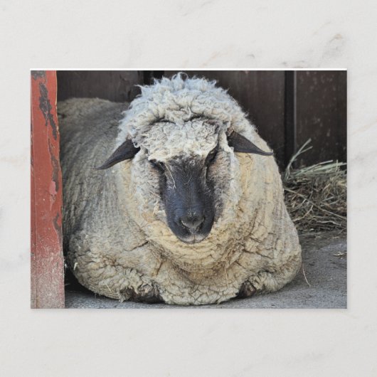 Sleepy Sheep Postkarte (Vorderseite)