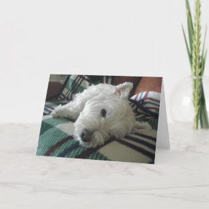 Sleepy Sofa Westie Foto Grußkarte Karte