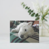 Sleepy Sofa Westie Foto Postkarte (Stehend Vorderseite)