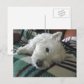 Sleepy Sofa Westie Foto Postkarte (Vorne/Hinten)