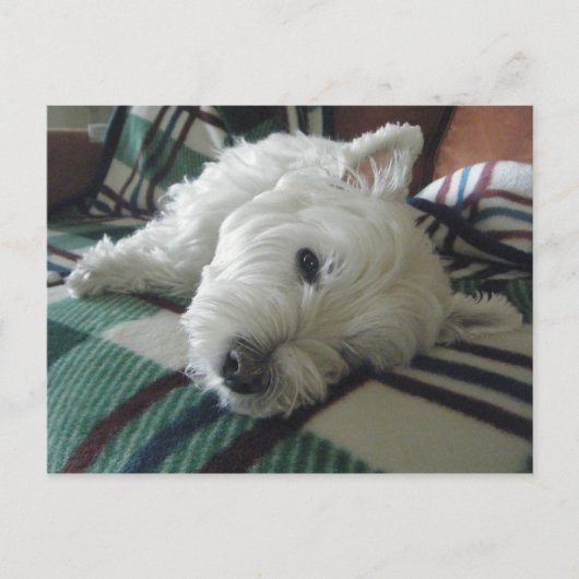 Sleepy Sofa Westie Foto Postkarte (Vorderseite)
