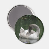 Sleepy Swan Magnet (Vorderseite/Rückseite)