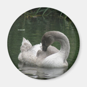 Sleepy Swan Magnet