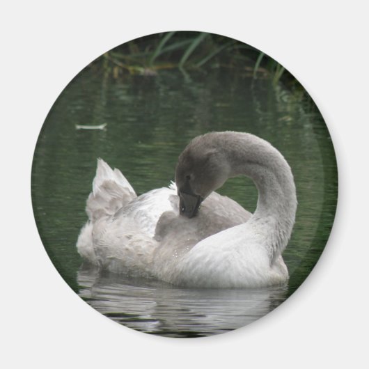 Sleepy Swan Magnet (Vorne)