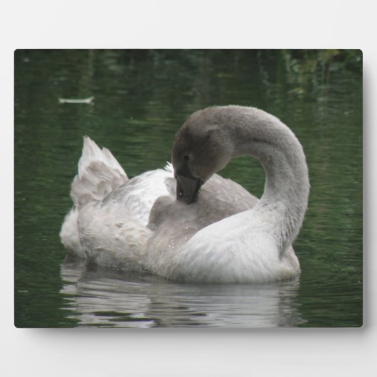 Sleepy Swan Plaque Fotoplatte (Vorderseite)