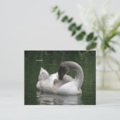 Sleepy Swan Postcard Postkarte (Stehend Vorderseite)