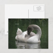 Sleepy Swan Postcard Postkarte (Vorne/Hinten)