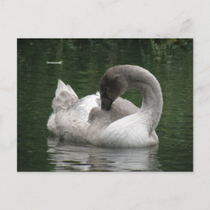 Sleepy Swan Postcard Postkarte