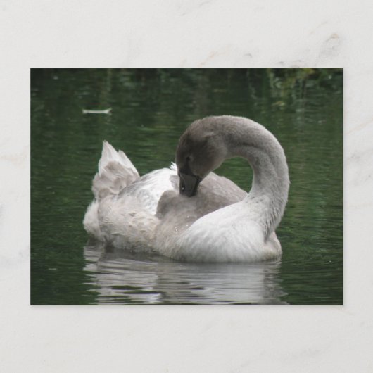 Sleepy Swan Postcard Postkarte (Vorderseite)