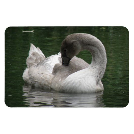 Sleepy Swan Premium Magnet (Horizontal)