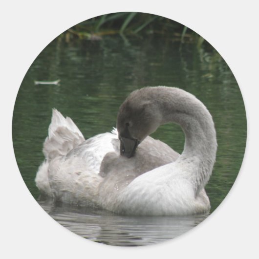 Sleepy Swan Stickers (Vorderseite)