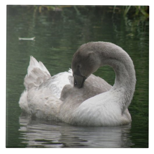 Sleepy Swan Tile Fliese (Vorderseite)