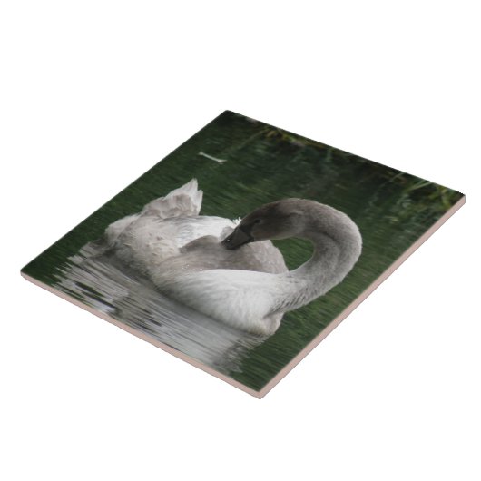 Sleepy Swan Tile Fliese (Seite)