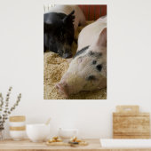 Sleepy Swine Poster (Küche)