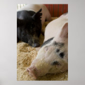 Sleepy Swine Poster (Vorne)