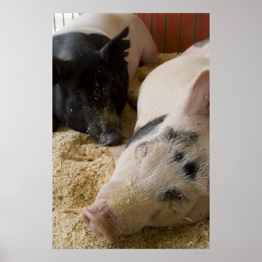 Sleepy Swine Poster (Vorne)