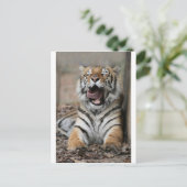 Sleepy Tiger Postkarte (Stehend Vorderseite)