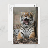 Sleepy Tiger Postkarte (Vorne/Hinten)