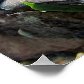 Sleepy Tree Frogs Poster (Ecke)