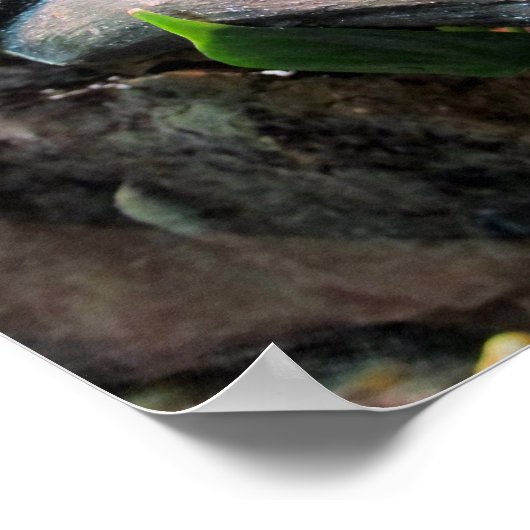 Sleepy Tree Frogs Poster (Ecke)