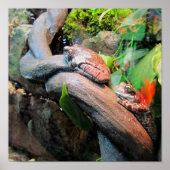 Sleepy Tree Frogs Poster (Vorne)